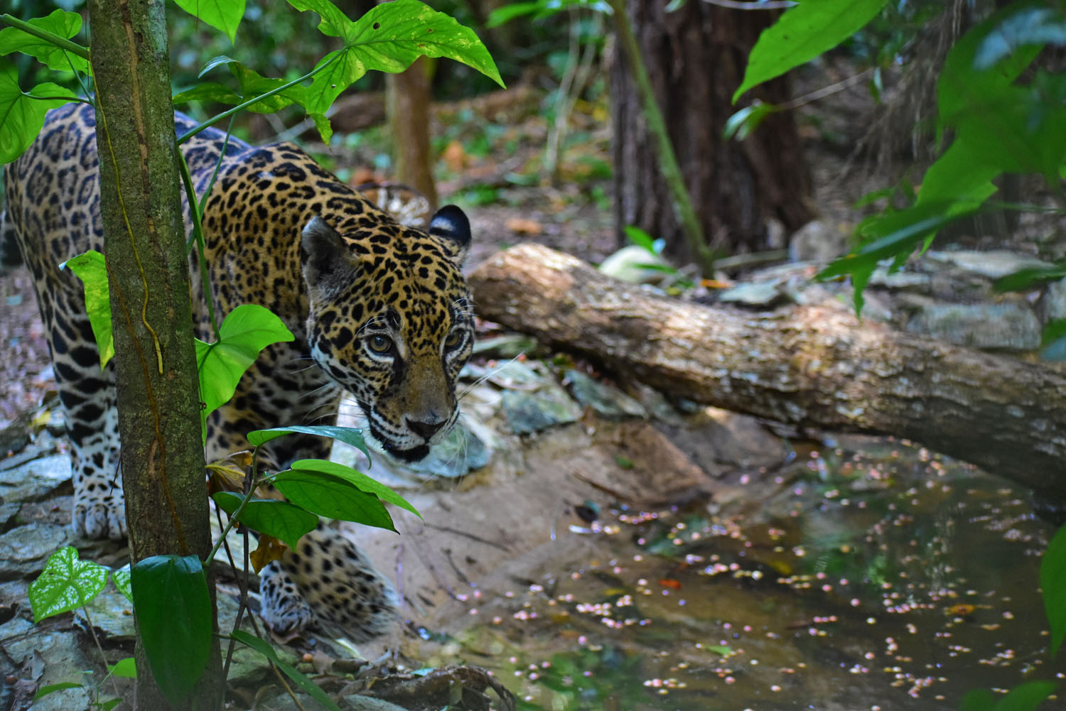 The Belize Zoo